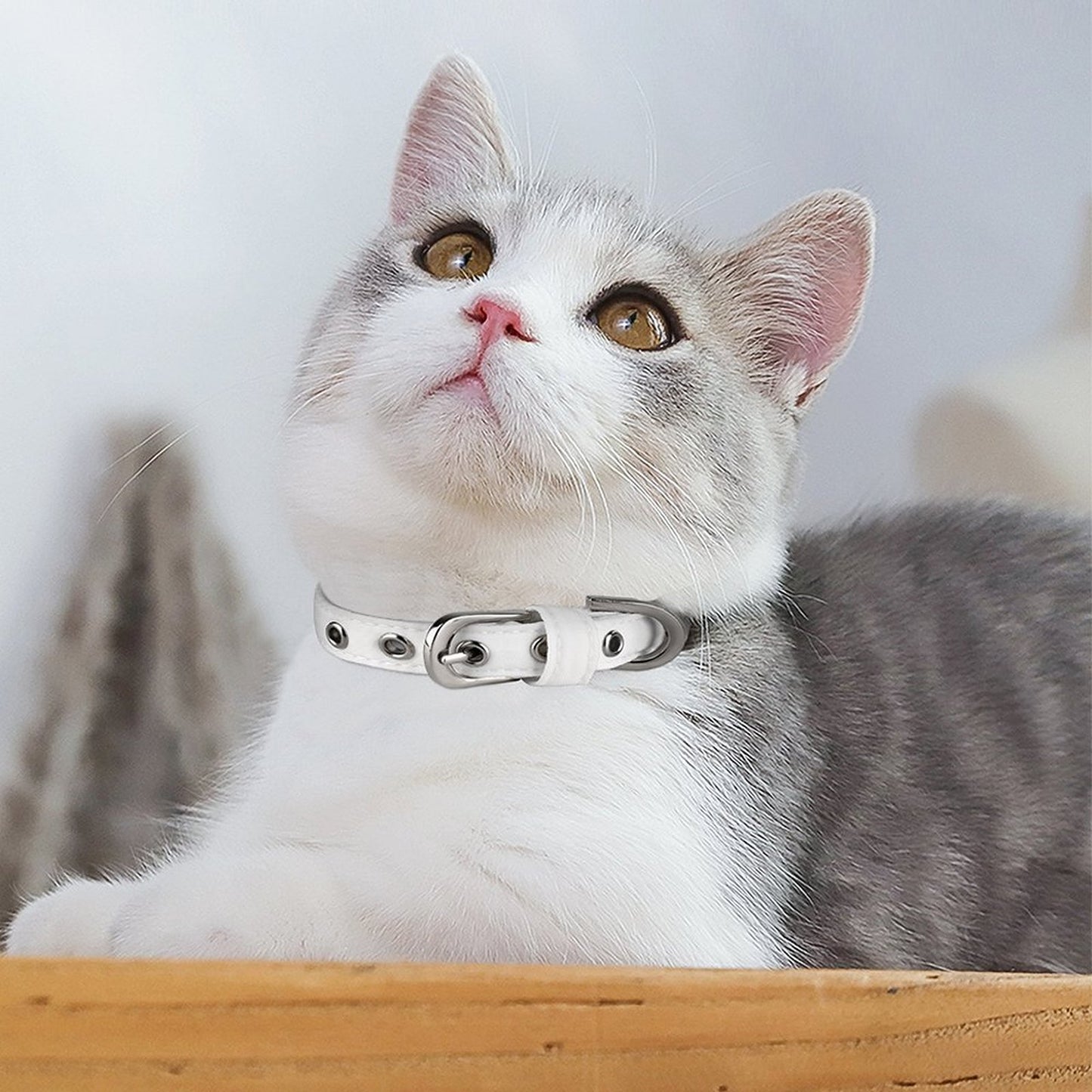 Collier pour chien signature - Collection Willow
